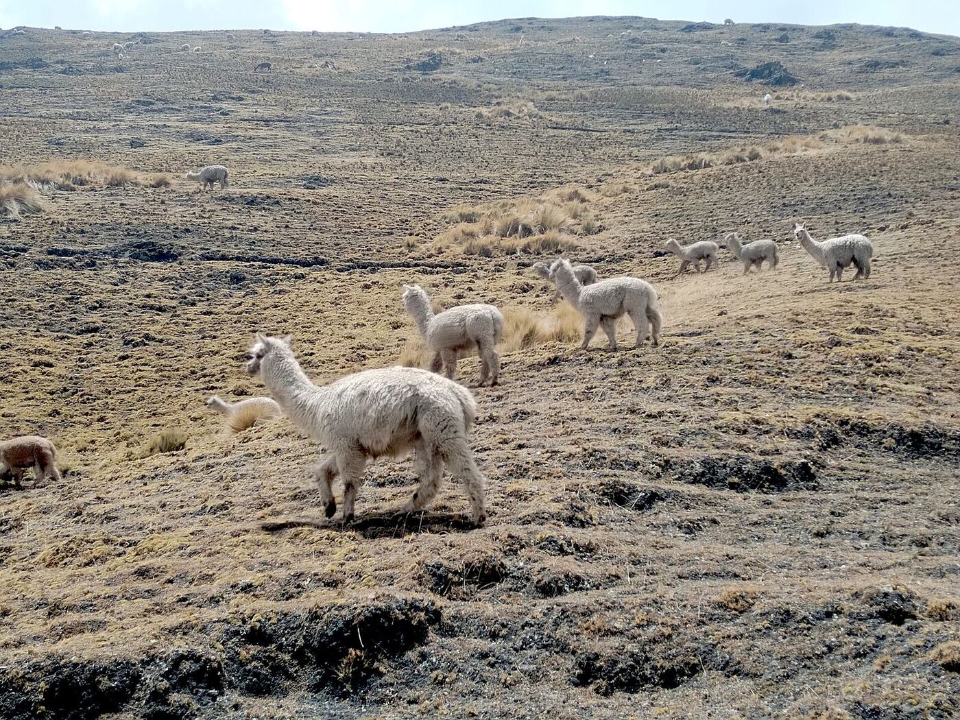 La alpaca se cría en el altiplano peruano, que concentra la mayor población mundial de la especie.